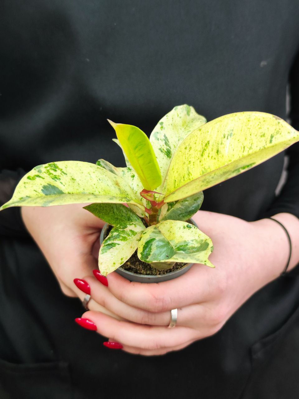Фикус Эластика Шривериана (Ficus Elastica Shivereana) D6см
