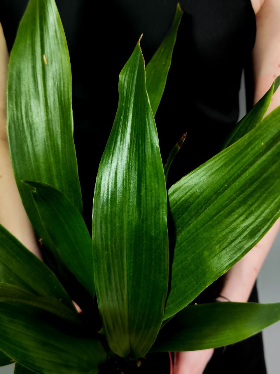 Аспидистра Элатиор (Aspidistra Elatior) D14см