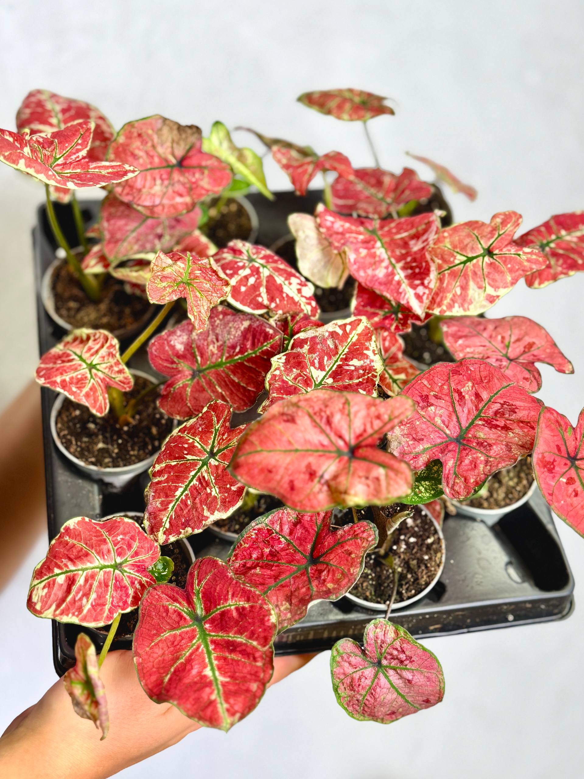 Каладиум Хейди (Caladium Heidi) D6см