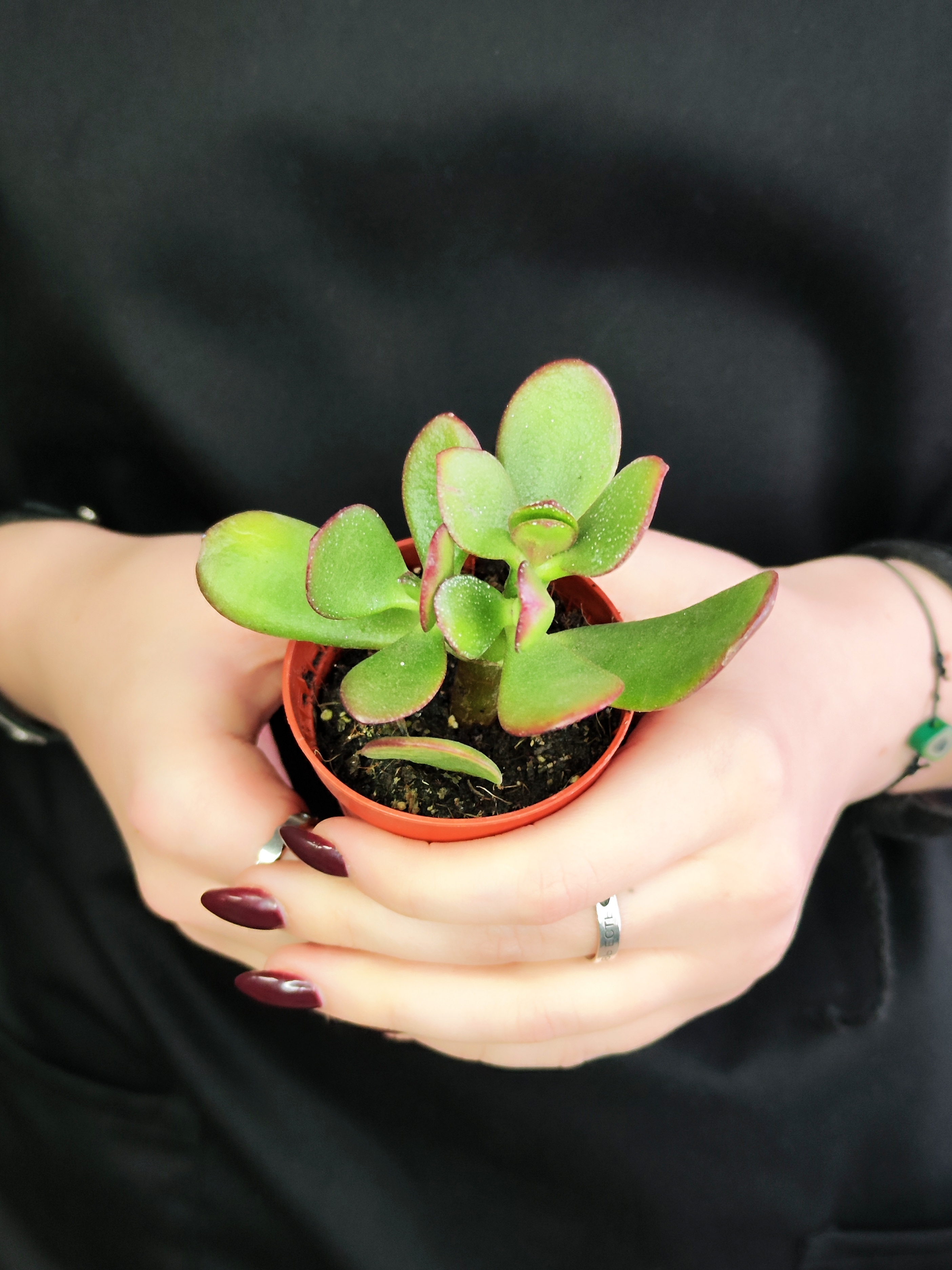 Крассула Овата Сансет (Crassula Ovata Sunset) D5см