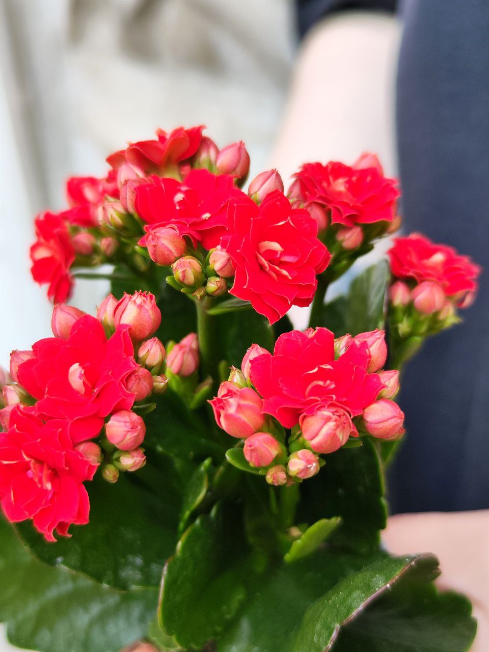 Каланхоэ Розалина Красная (Kalanchoe Rosalina Red) D6см