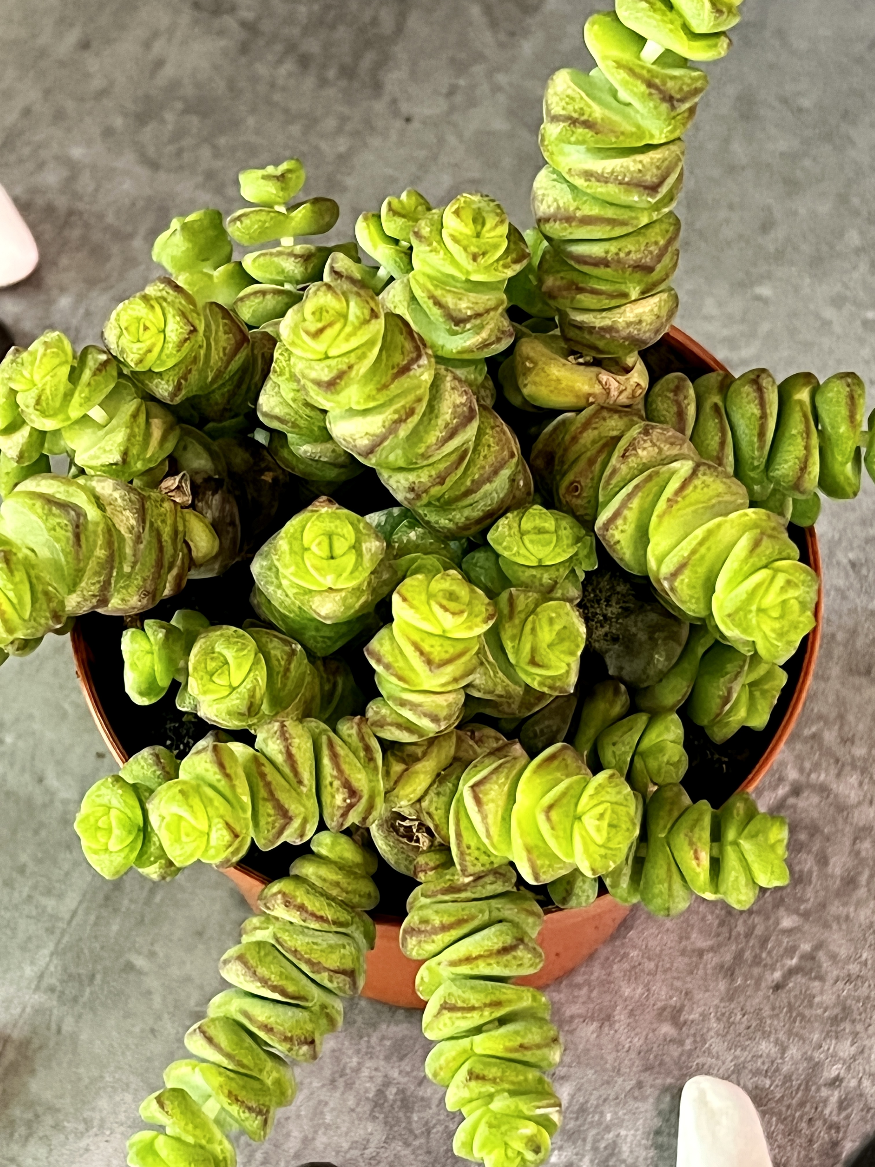 Крассула Марнье (Crassula Marneriana) D8см