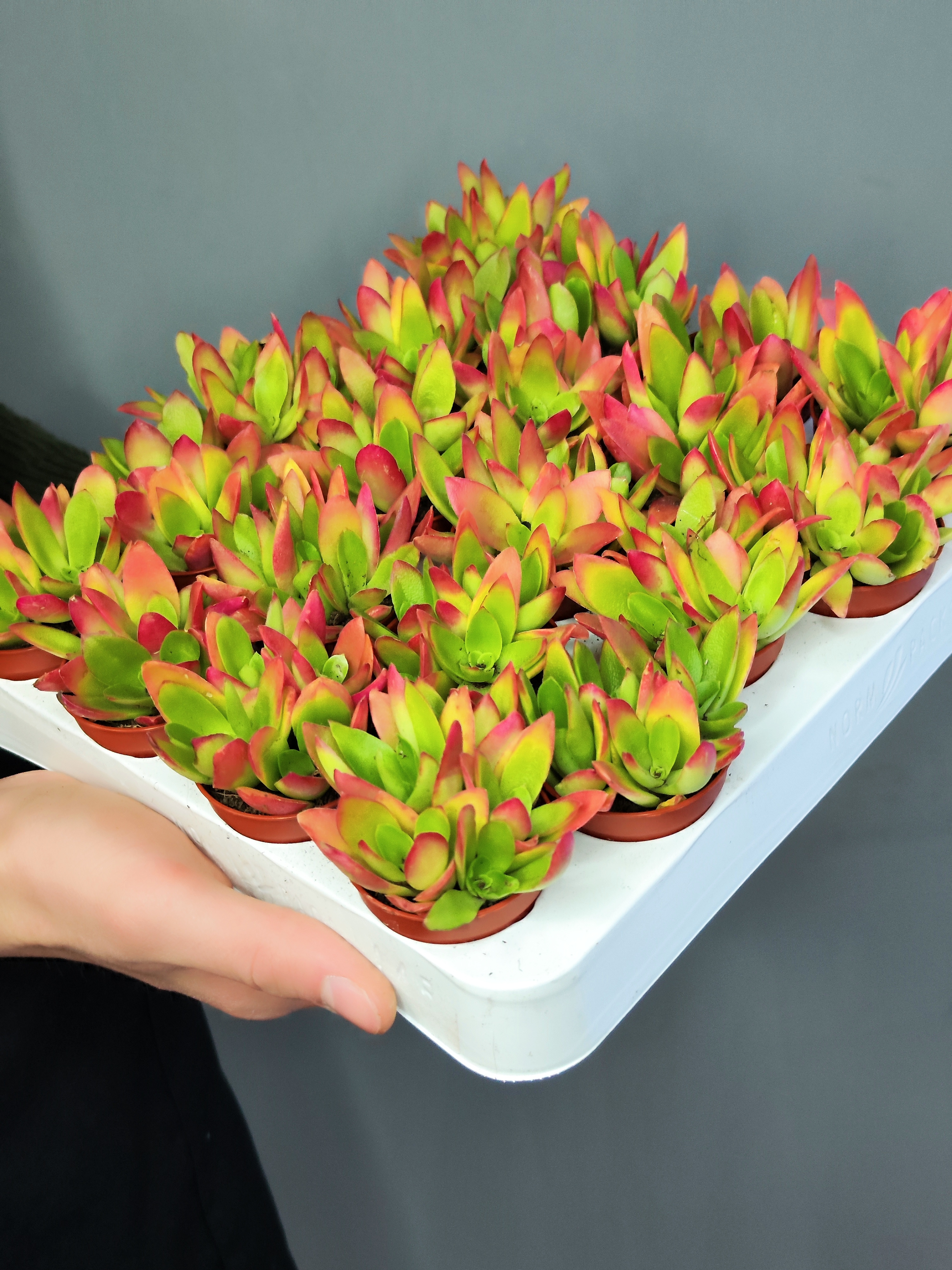 Крассула Капителла Кэмпфайер Ред (Crassula Capitella Campfire Red) D5см