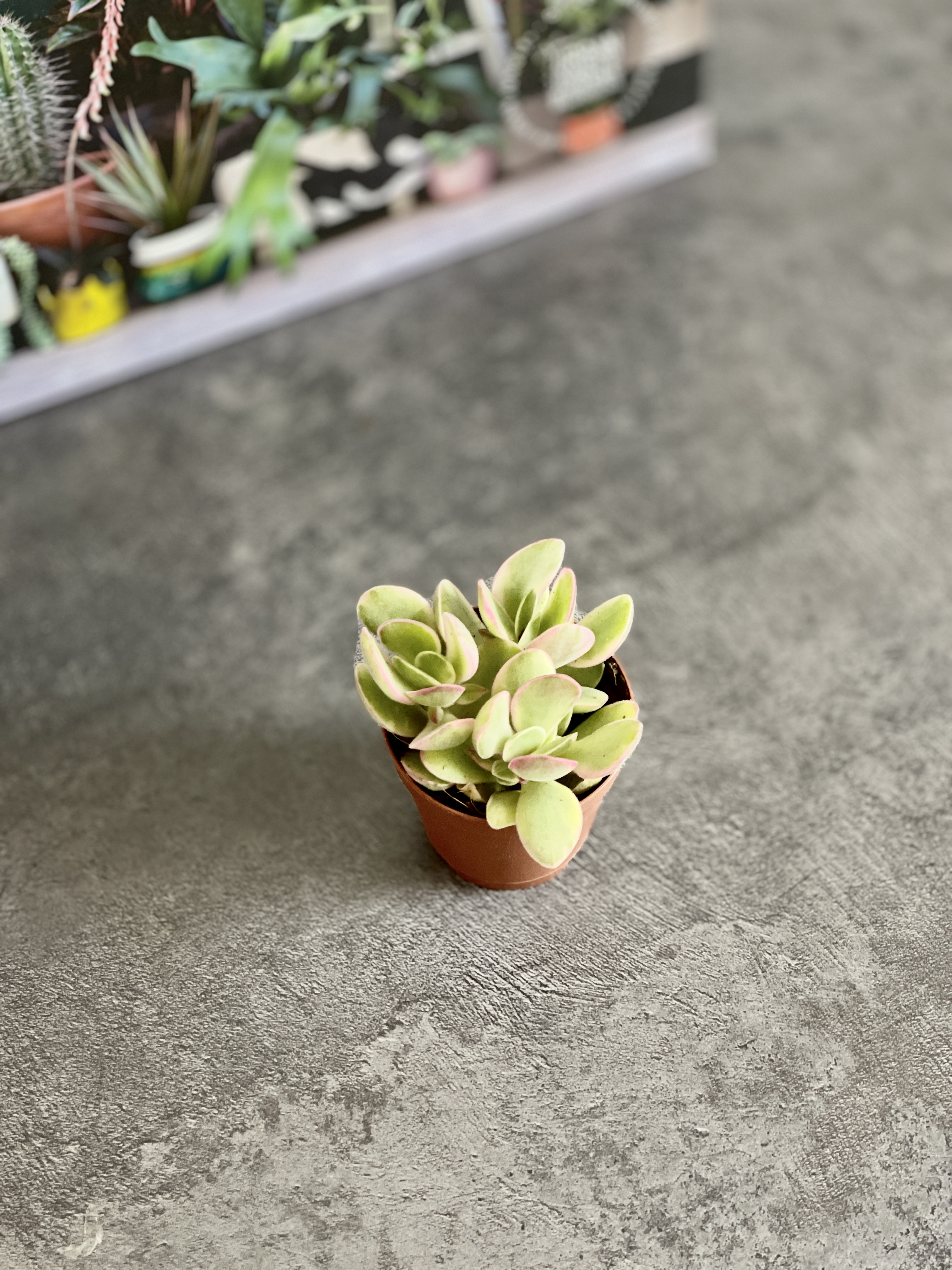 Крассула Мани Мейкер Вариегатная (Crassula Moneymaker Varigated) D5см