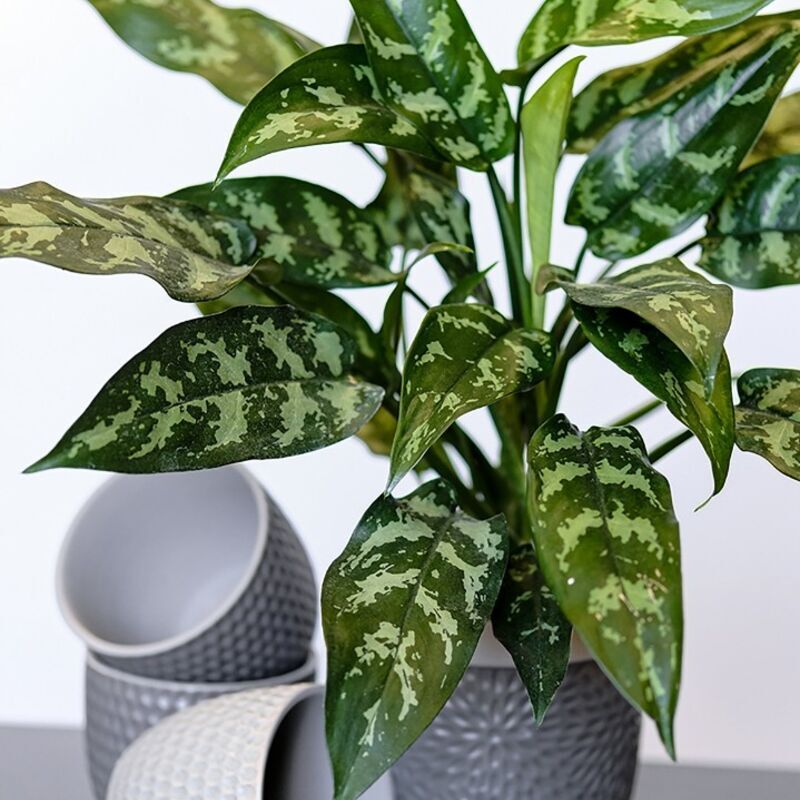 Аглаонема Грин Леди (Aglaonema Green Lady) D12см