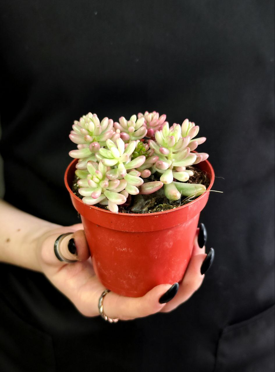 Седум Рубротинктум Вариегата (Sedum Rubrotinctum Variegata) D8см