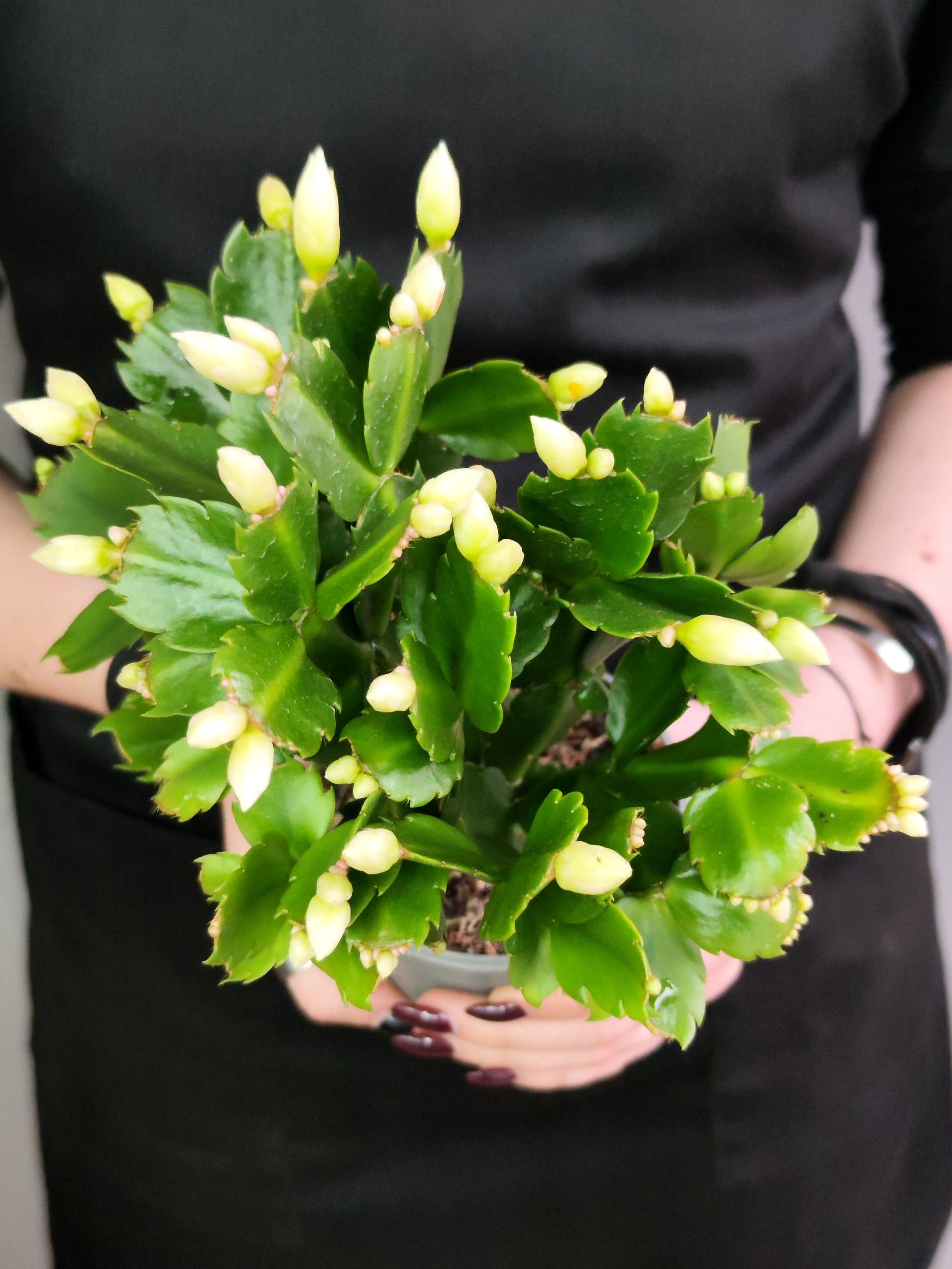 Декабрист Белый, или Шлюмбергера (Schlumbergera Tendenza White) D9см