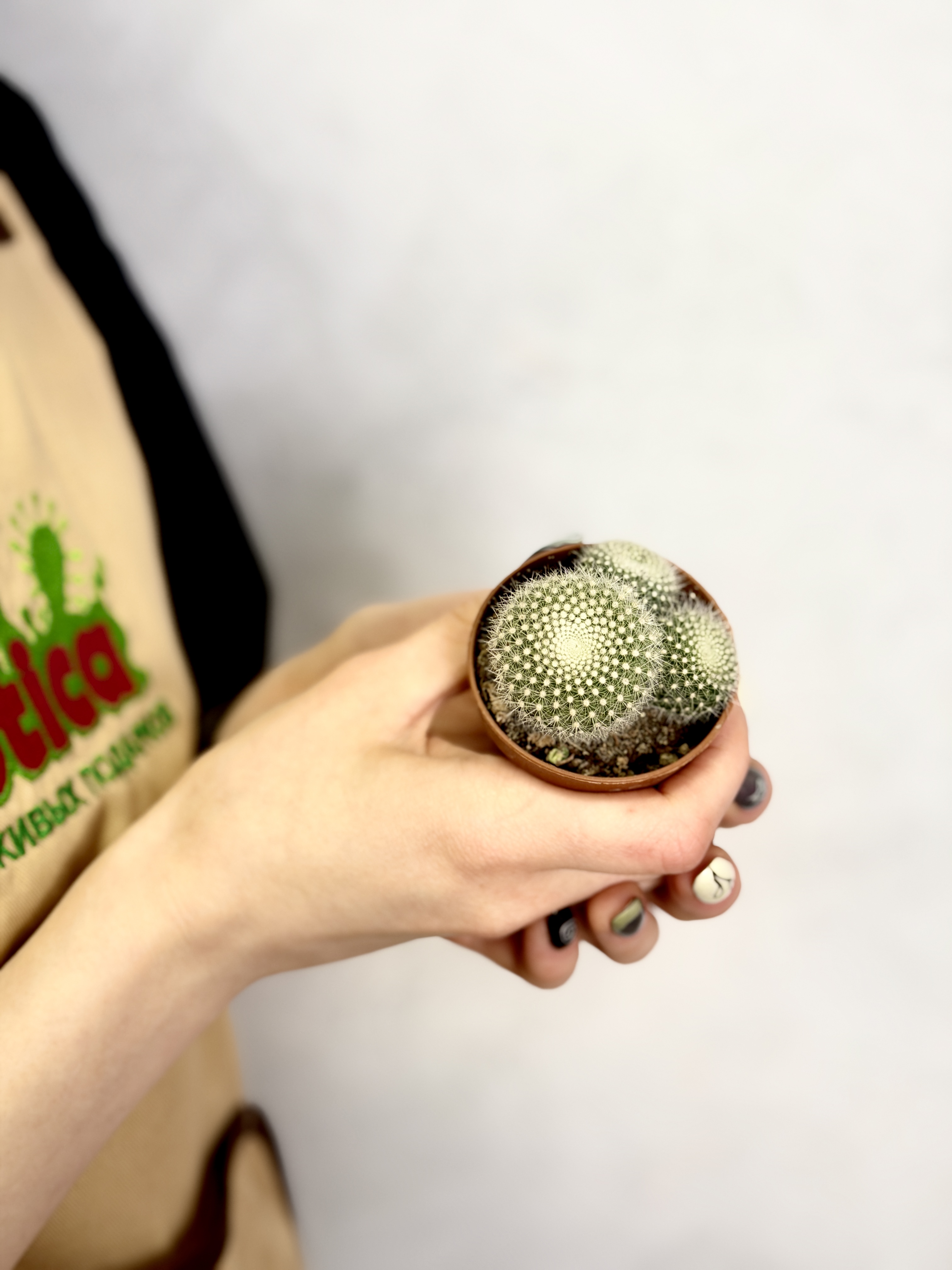 Нотокактус Хазельберга Груп, или Пародия Хазельберга (Notocactus Hasselbergii Group) D5см