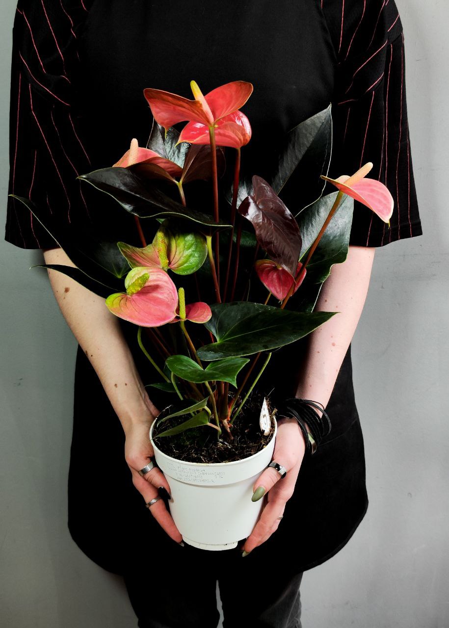Антуриум Андреанум Рейнбоу Чемпион (Anthurium An Rainbow Champion) D14см