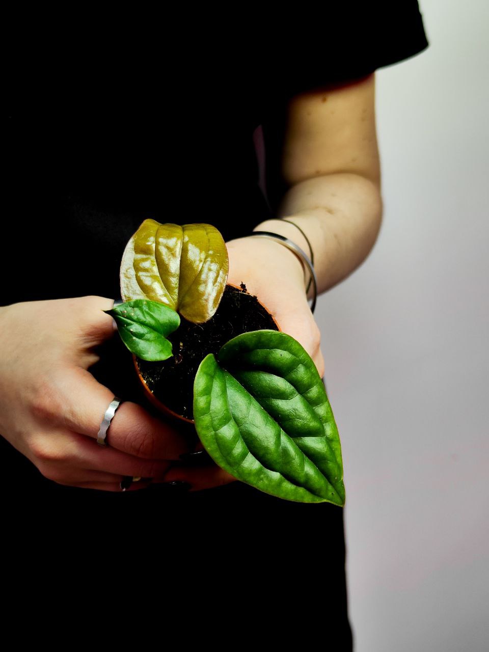 Антуриум Люксурианс Радиканс (Anthurium Radicans x Luxurians) D6см