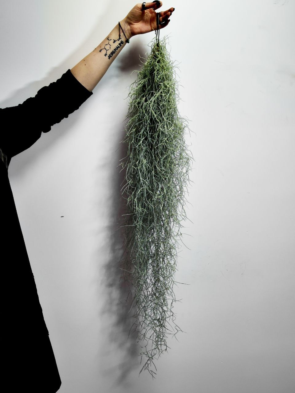 Тилландсия Уснеевидная XL (Tillandsia Usneoides)