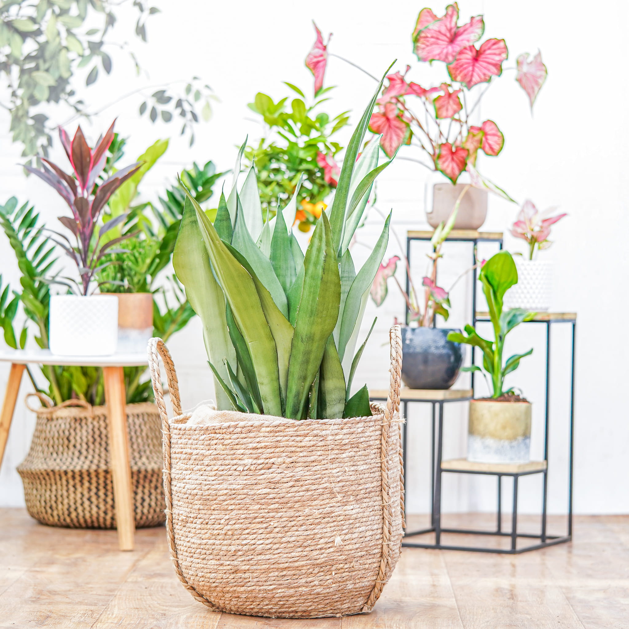Сансевиерия Муншайн (Sansevieria Moonshine) D9см