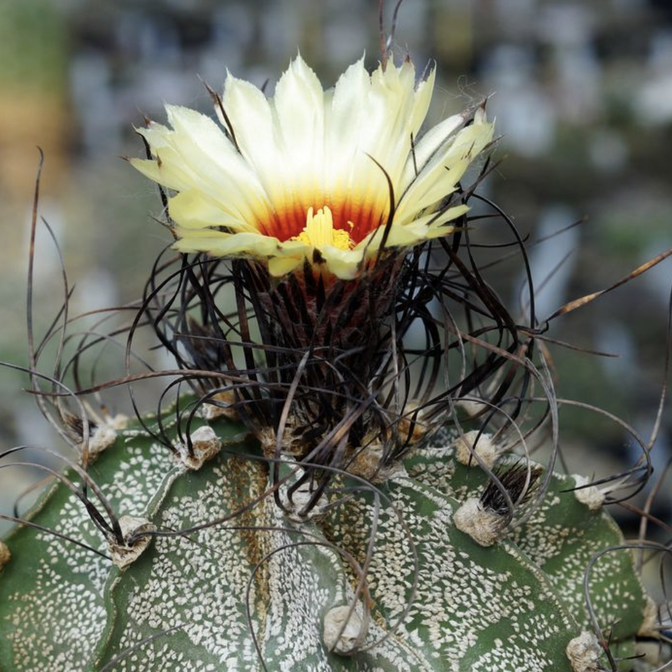 Астрофитум Орнатум (Astrophytum Ornatum) D5см