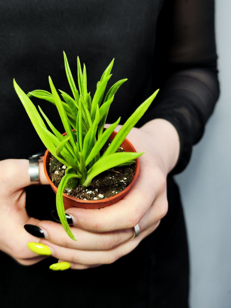 Крестовник Арчера Гималая (Senecio Archeri Himalaya) D6см