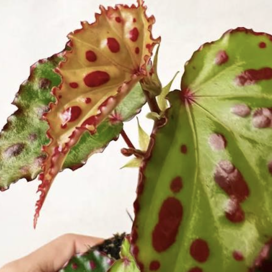 Бегония Пинк Дотти (Begonia Pink Dotty) D8см