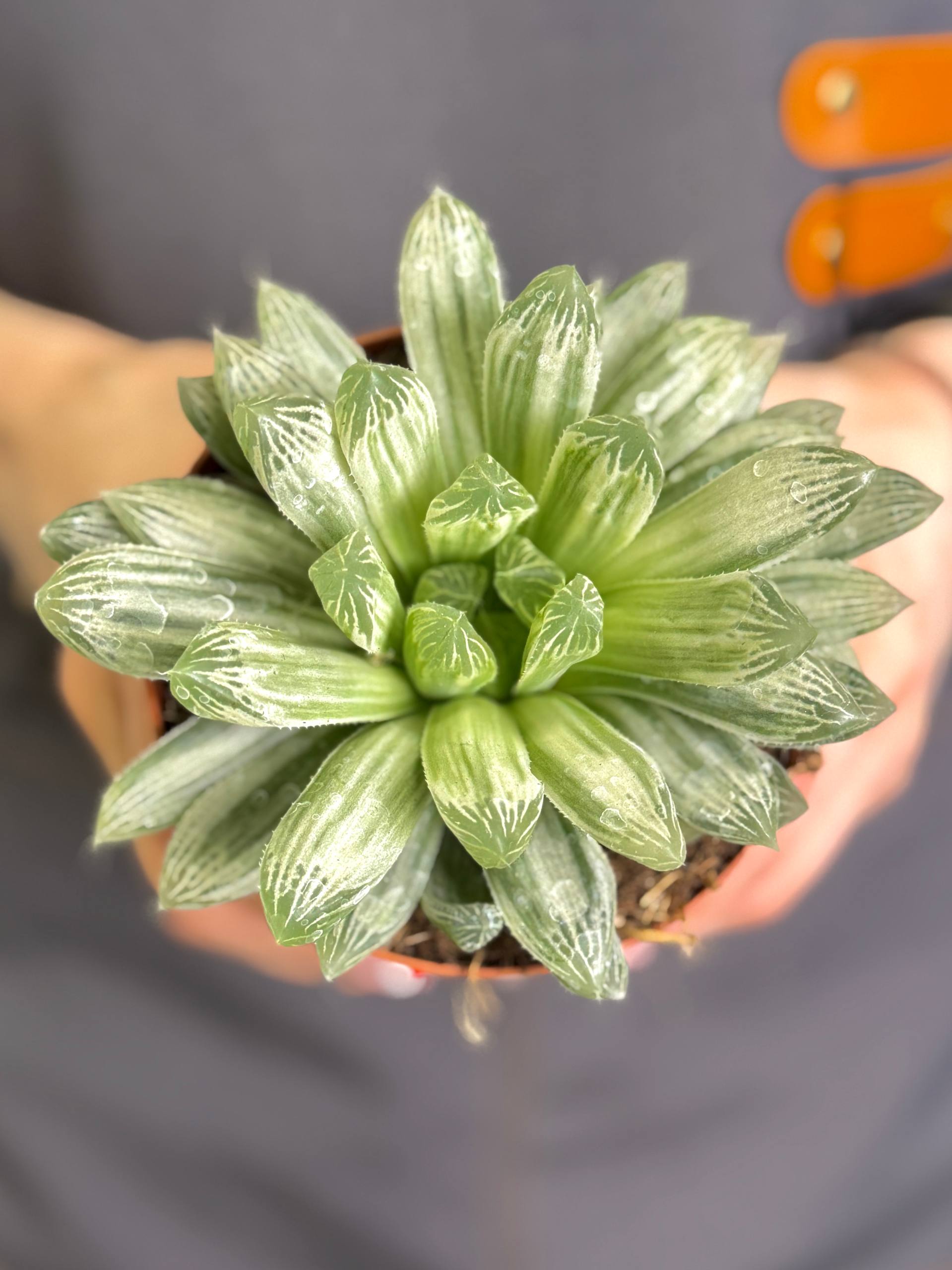 Хавортия Цимбиформис Белый Тигр (Haworthia Cymbiformis White Tiger) D10см