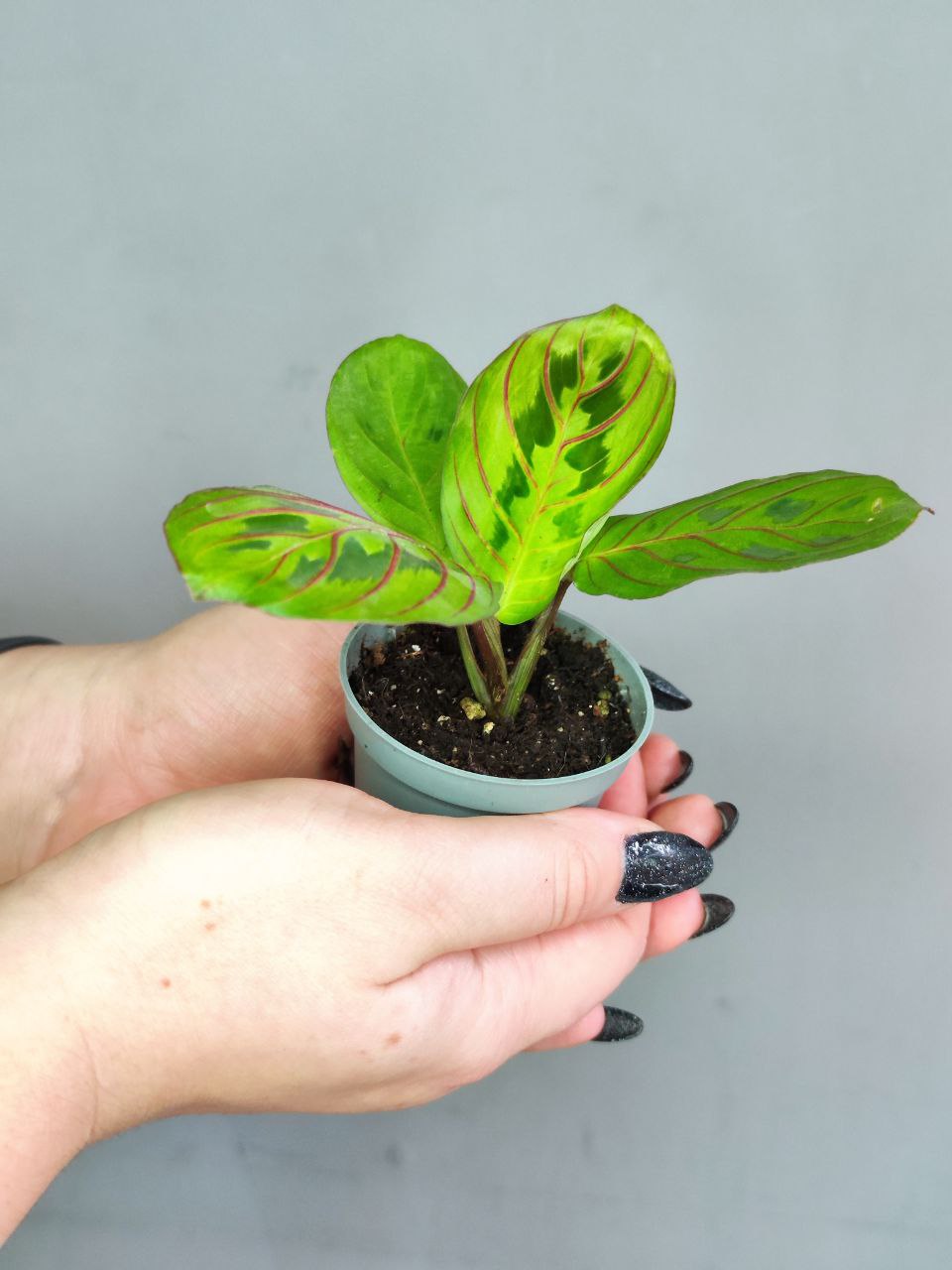Маранта Ред Страйп (Maranta Red Stripe) D6см