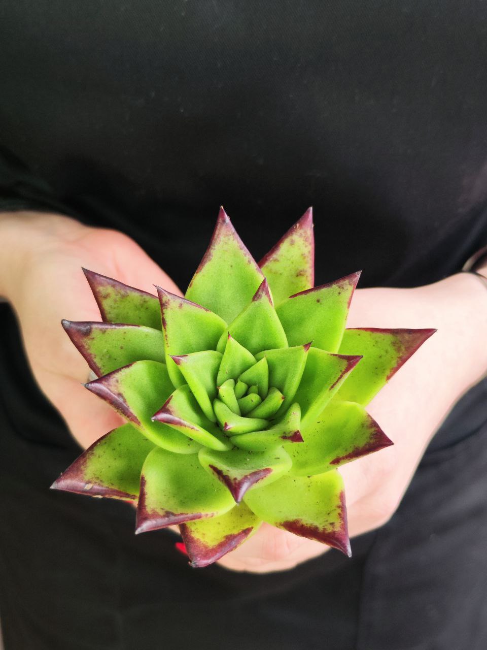 Эхеверия «Агавовидес Эбони Грин» (Echeveria Agavoides Ebony Green) D5см