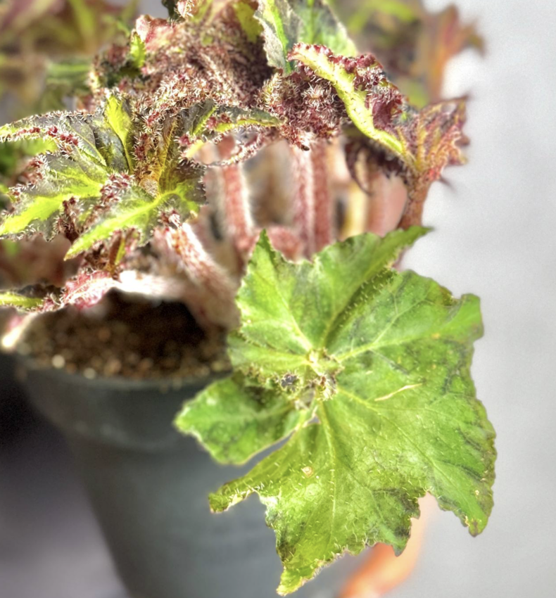 Бегония Борщевиколистная Нигриканс (Begonia Heracleifolia var. Nigricans) D12см