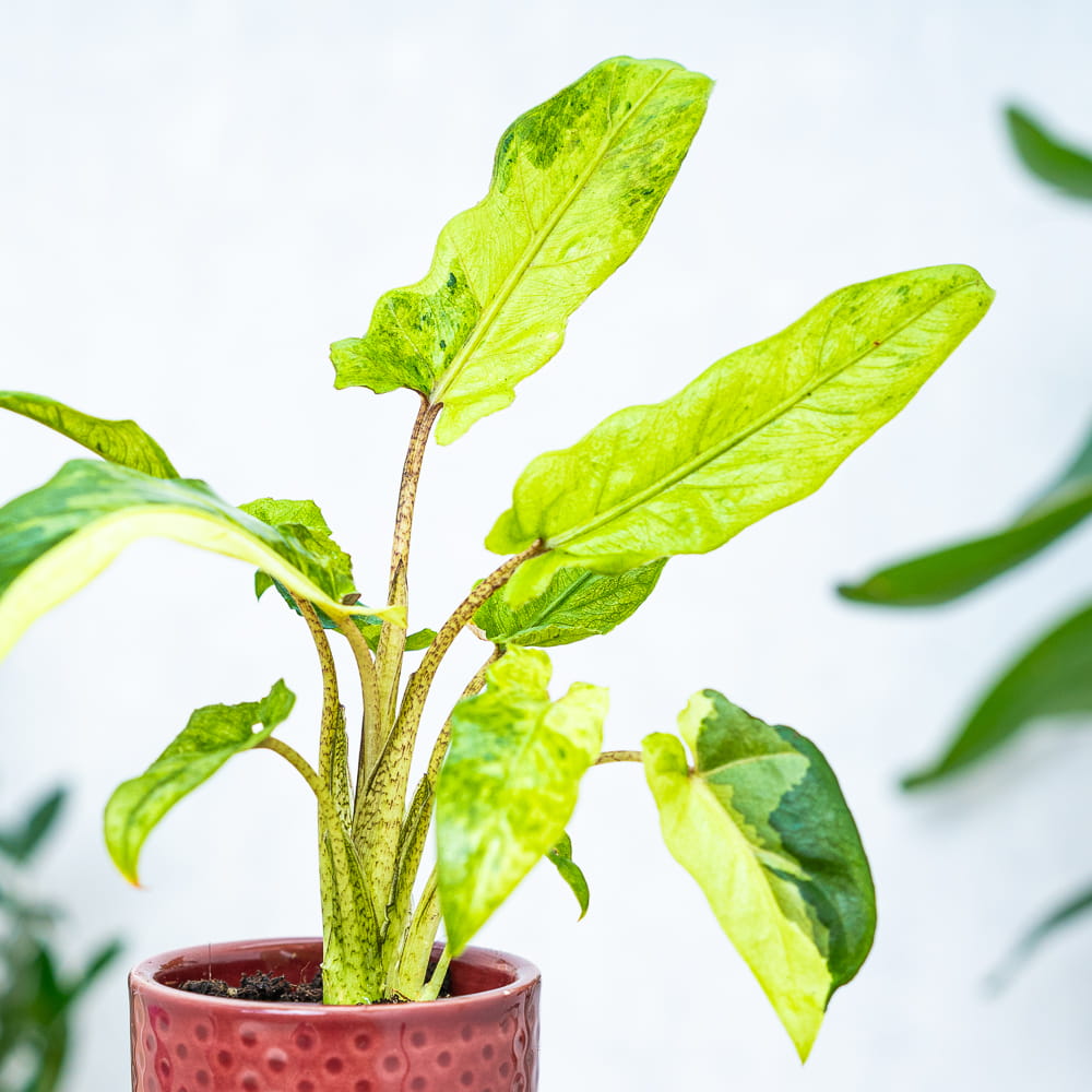 Алоказия Лаутербахиана Вариегатная (Alocasia Lauterbachiana Variegata) D6см