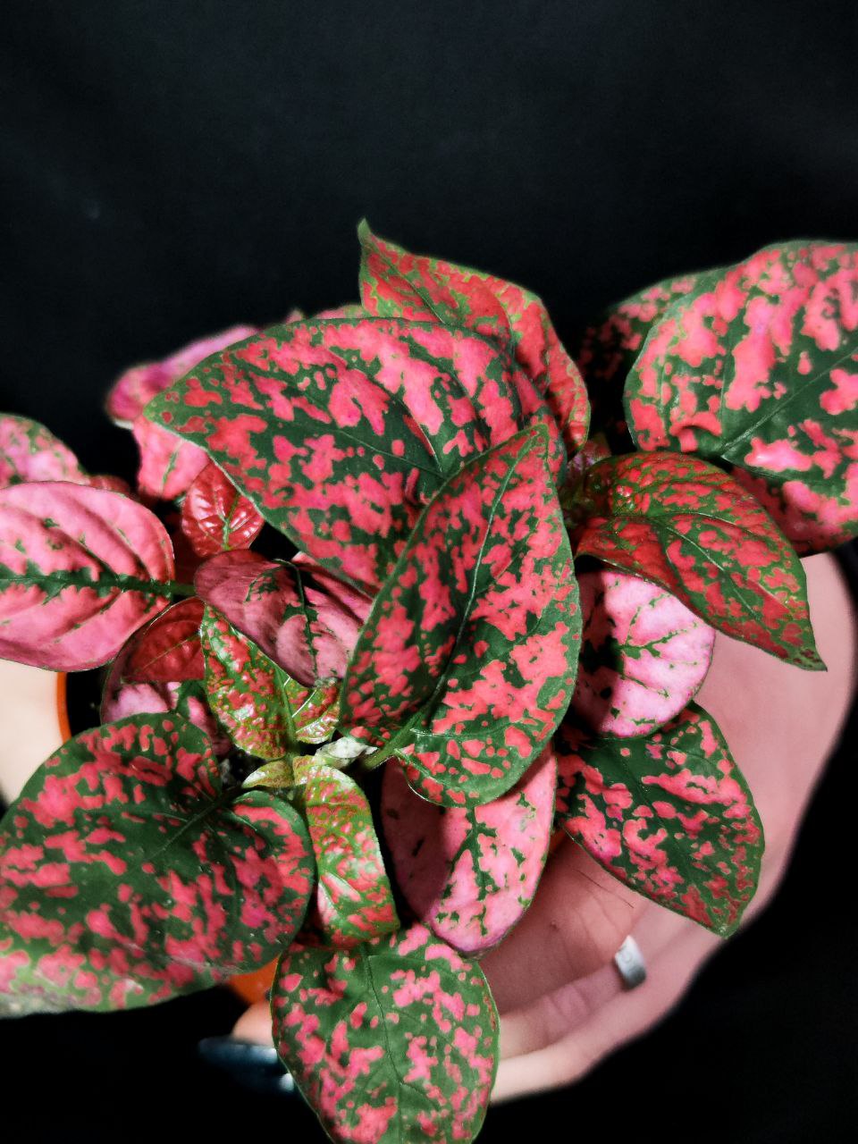 Гипоэстес Листоколосковый Ред (Hypoestes Phyllostachya Red) D8см
