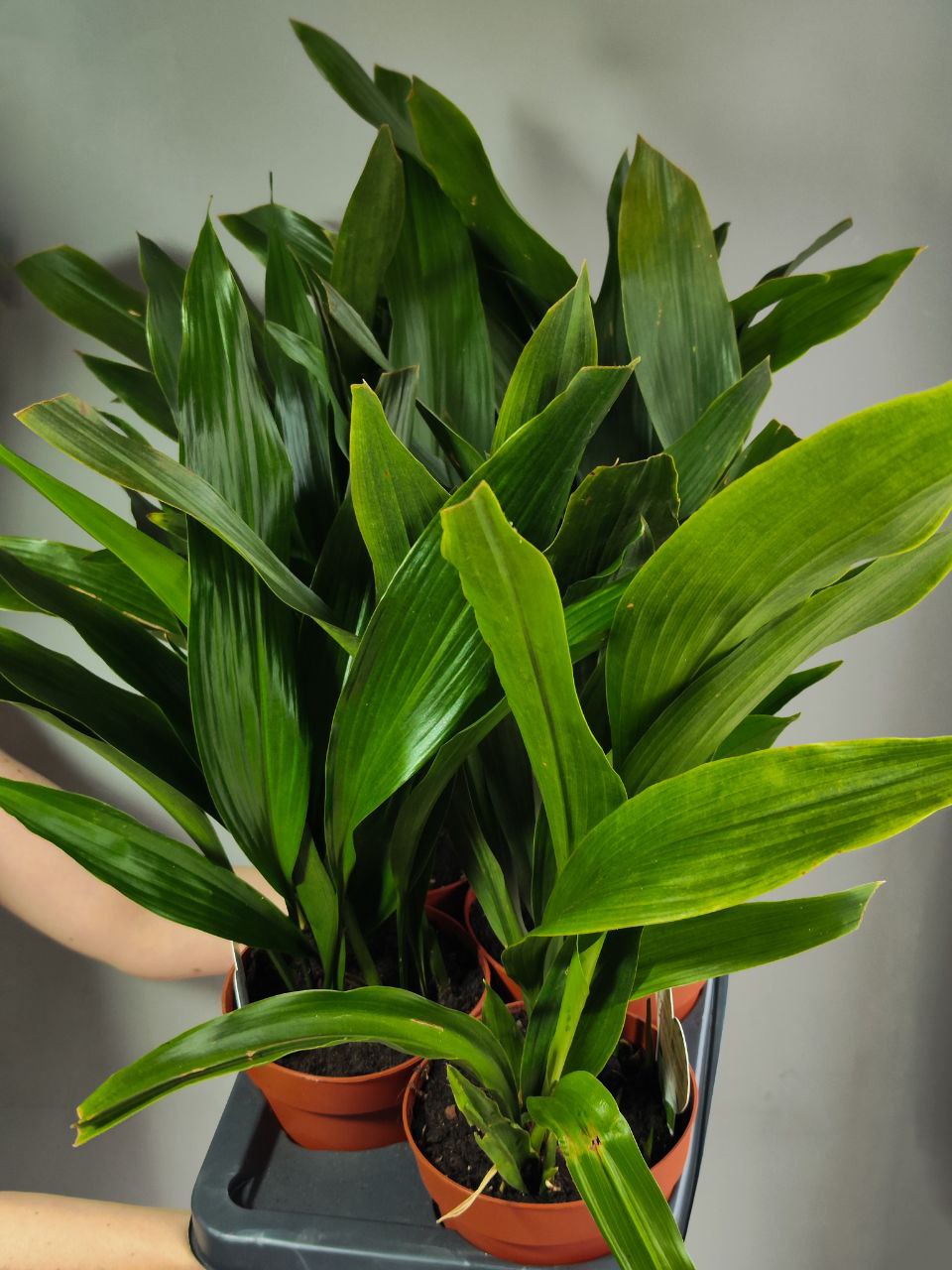 Аспидистра Элатиор (Aspidistra Elatior) D14см
