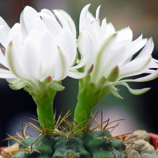 Кактус Гимнокалициум Дамси (Gymnocalycium Damsii) D5см