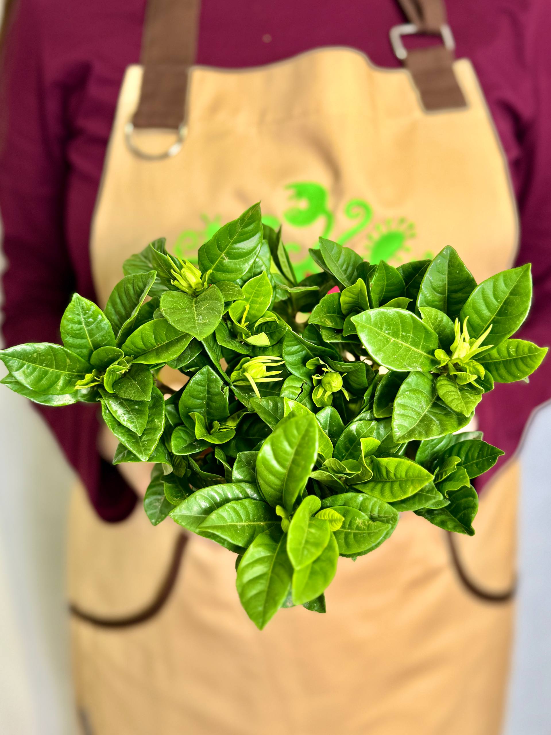 Гардения Жасминовидная (Gardenia Jasminoides) D9см