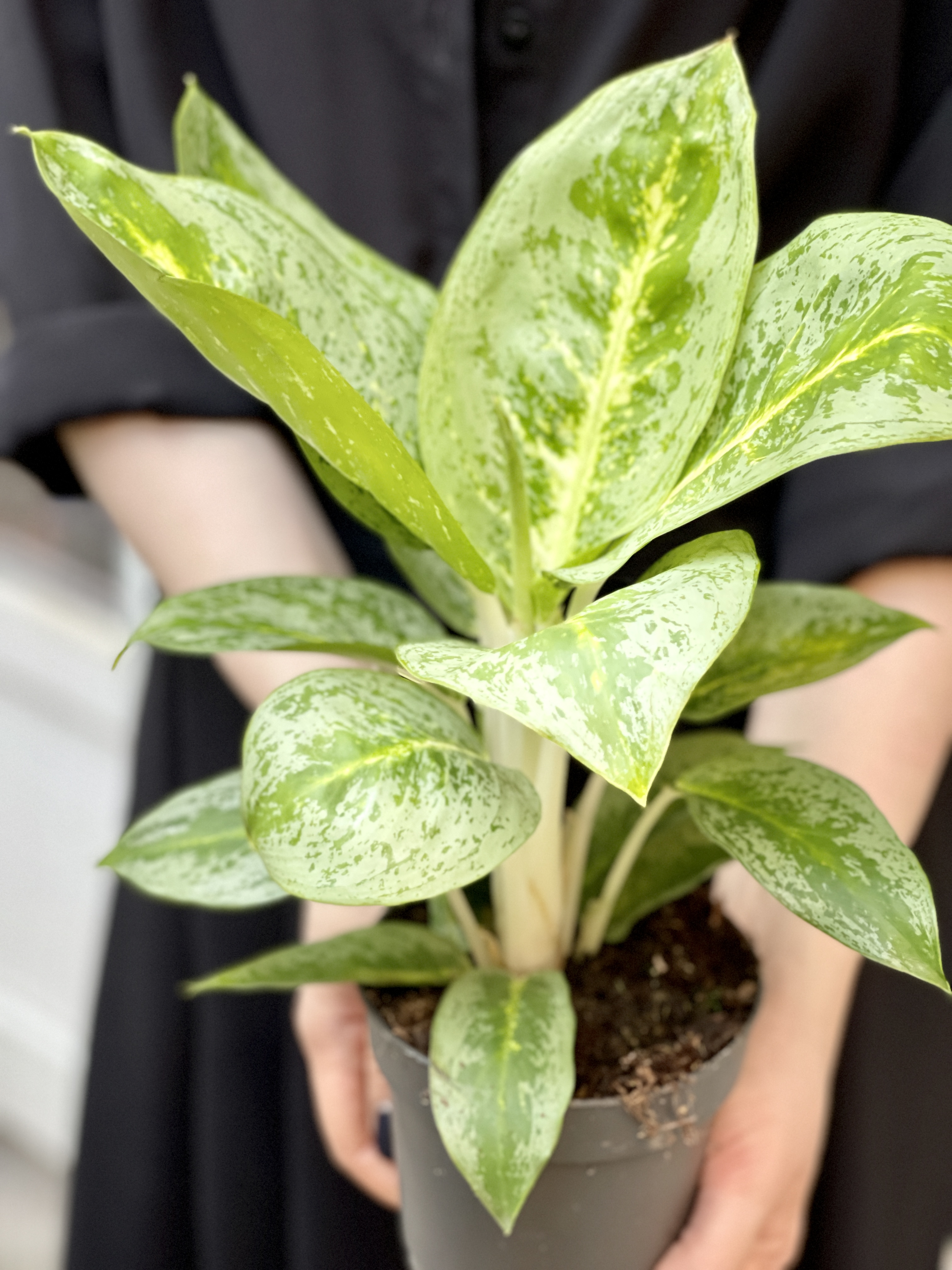 Аглаонема Лемон Минт (Aglaonema Lemon Mint) D12см