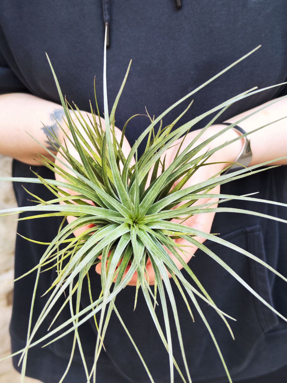 Тилландсия Хьюстон XL (Tillandsia Houston XL)