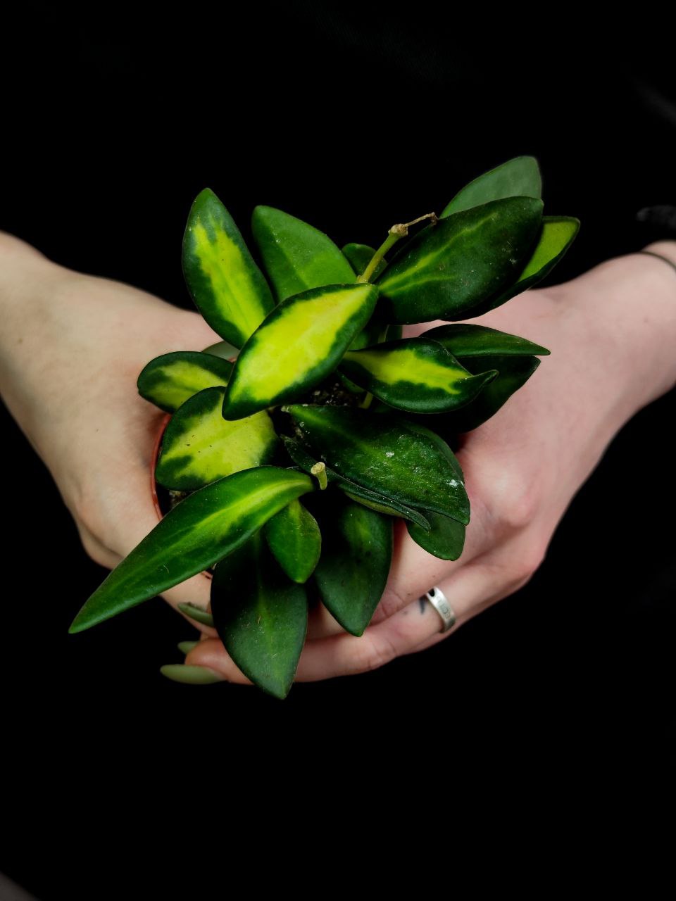Хойя Буртони Вариегата (Hoya Burtoniae Variegata) D6см