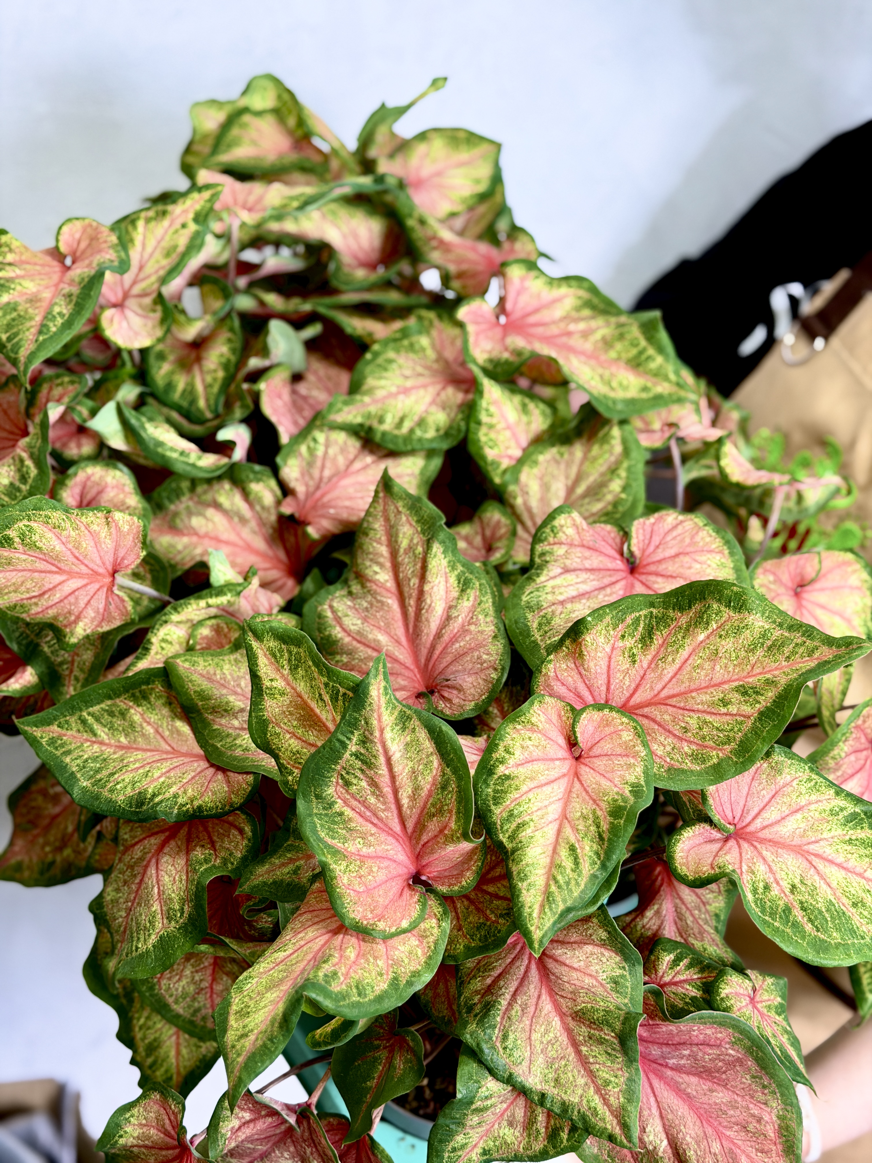 Каладиум Чинук (Caladium Chinook) D12см