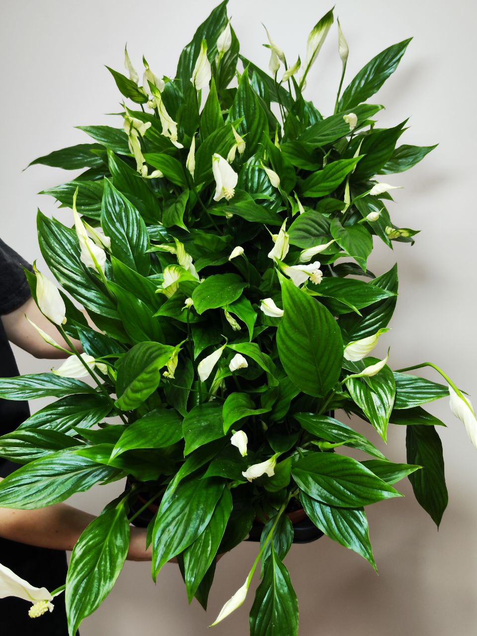 Спатифиллум Беллини (Spathiphyllum Bellini) D12см