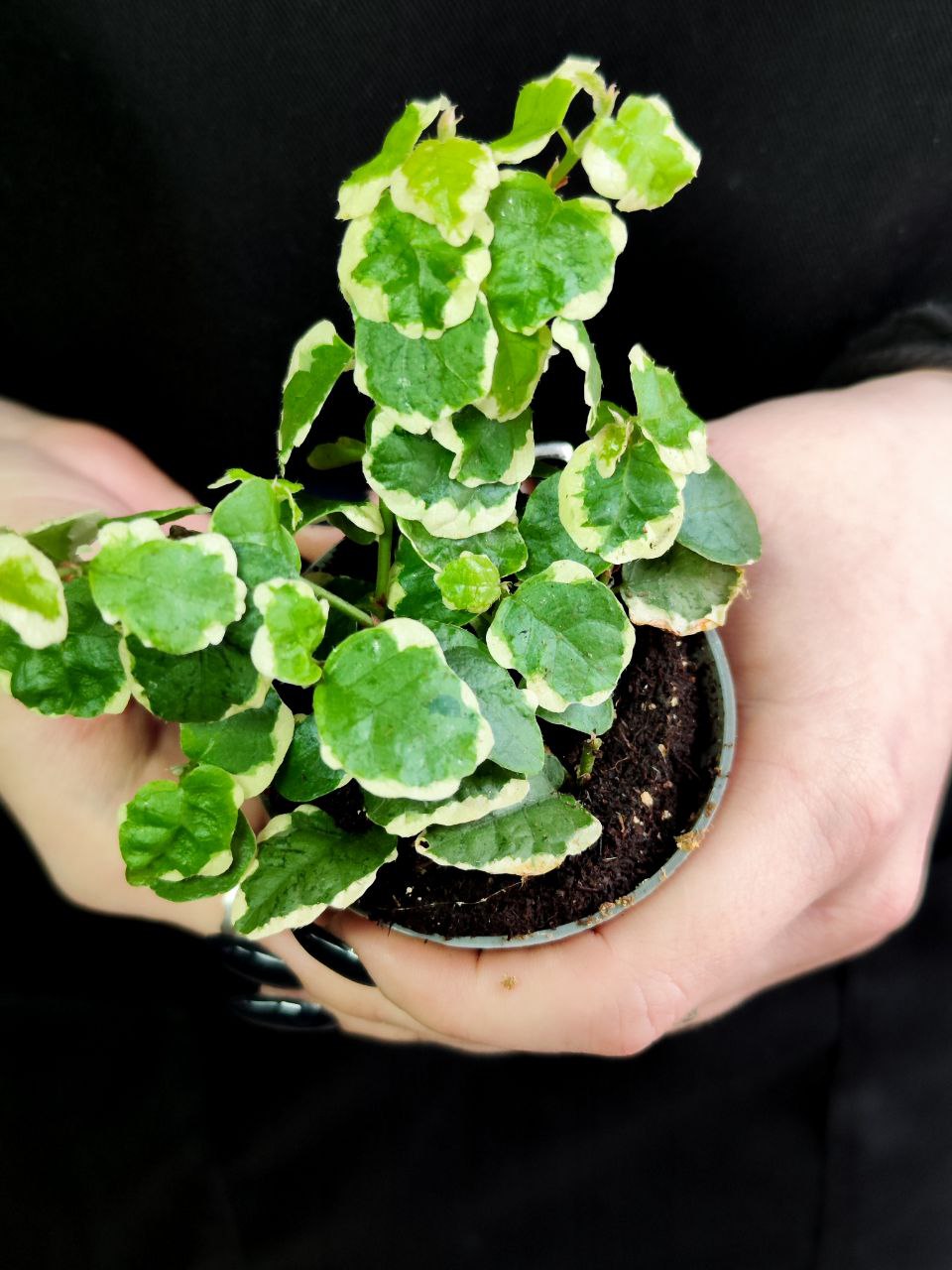 Фикус «Пумила Белла Санни» (Ficus Pumila Belle Sunny) D6см