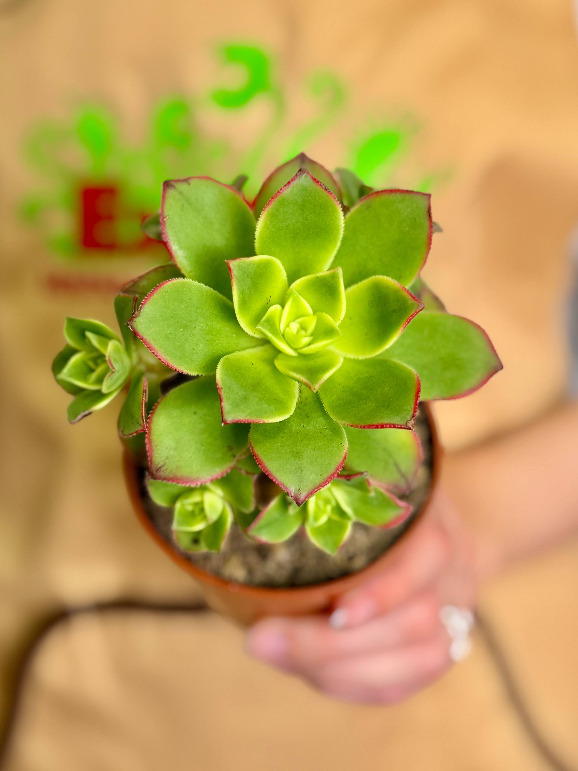Эониум Киви (Aeonium Kiwi) D8,5см