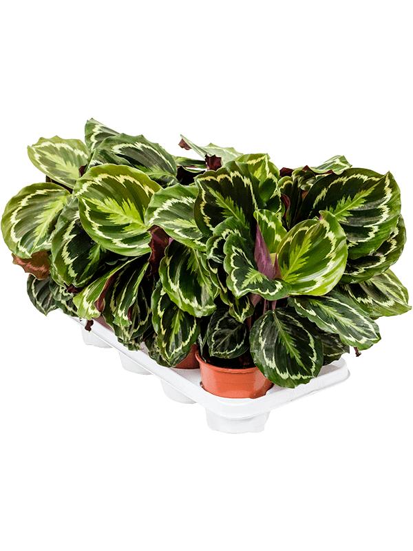 Калатея Медальон (Calathea Roseopicta Medallion) D12см
