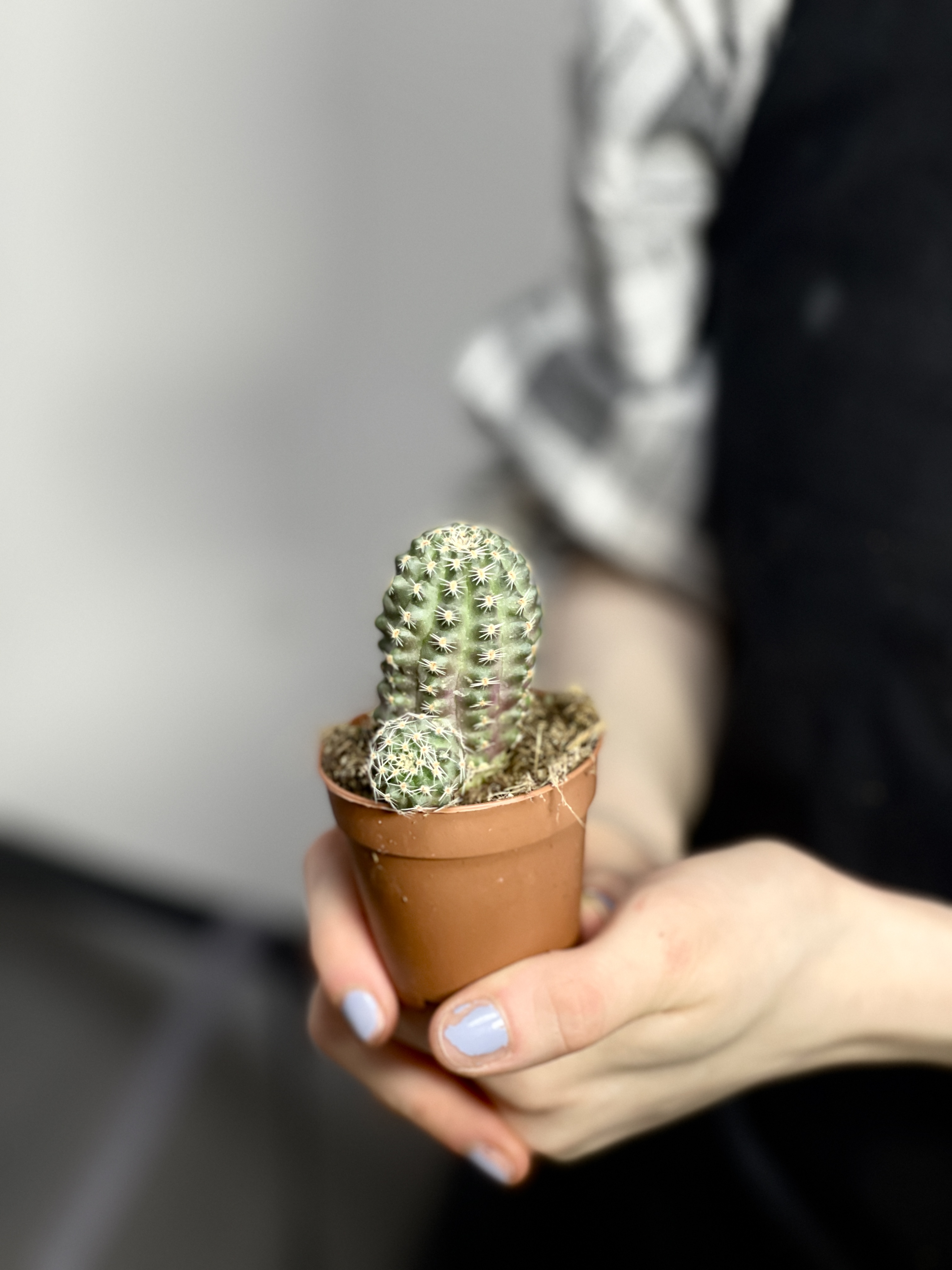 Ребуция Пигмея (Rebutia Pygmaea) D5см