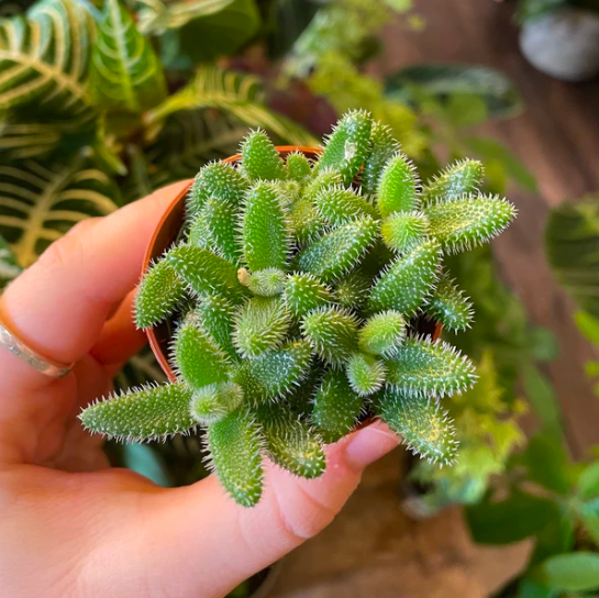 Делосперма Эхинатум (Delosperma Echinatum) D5см