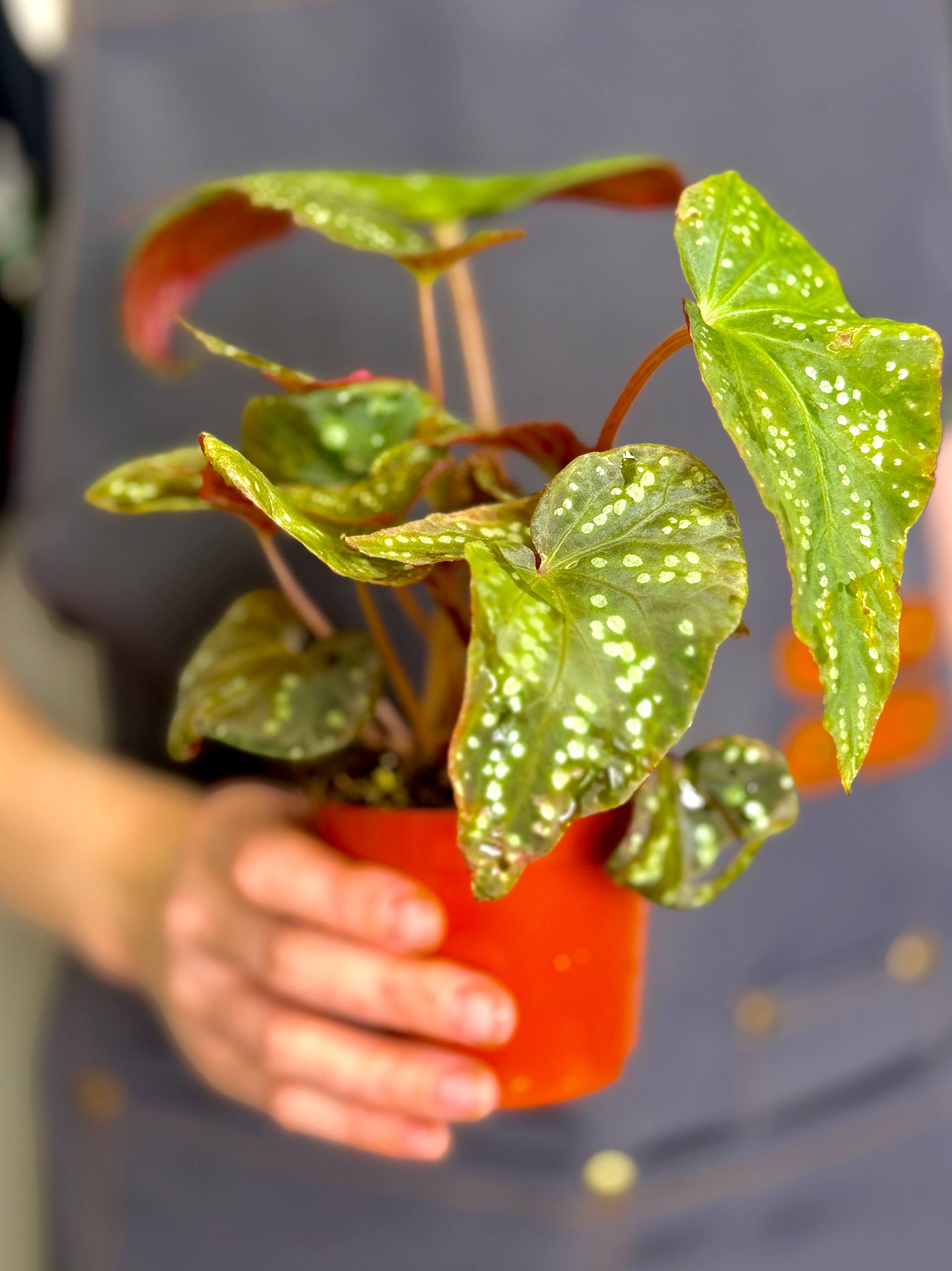 Бегония Пандора (Begonia Pandora) D8см