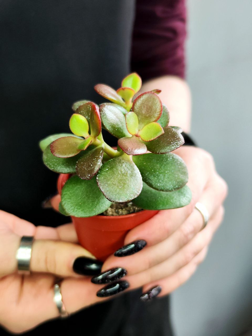 Крассула Овата Минор (Crassula Ovata Minor) D5см
