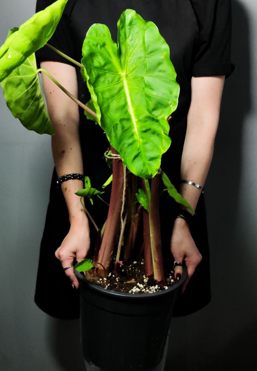 Колоказия Редемпшн (Colocasia Redemption) D21см (КЛУБНИ)