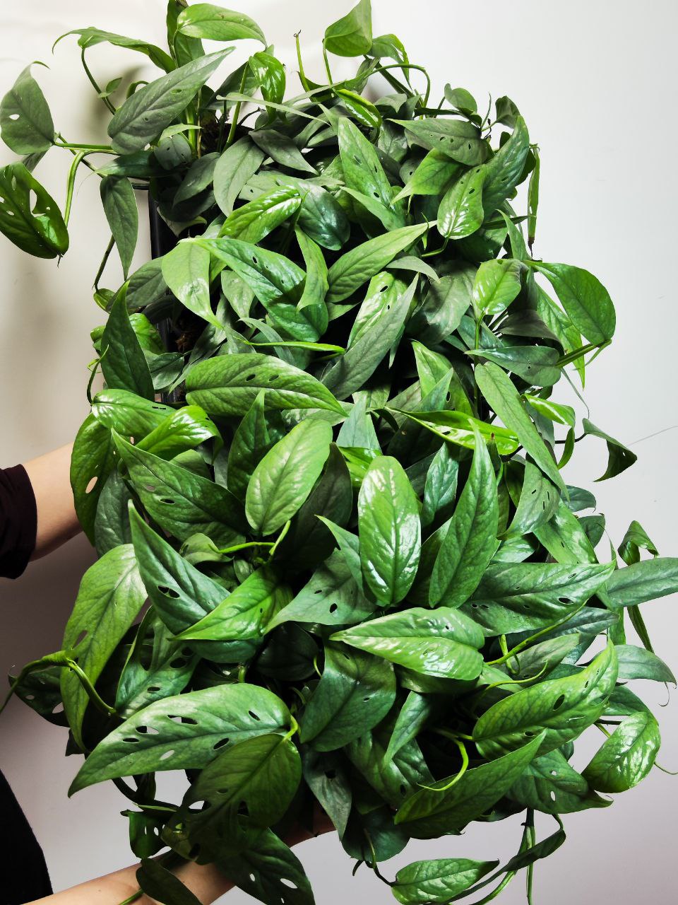 Эпипремнум Себу Блю (Epipremnum Pinnatum Cebu Blue) D12см