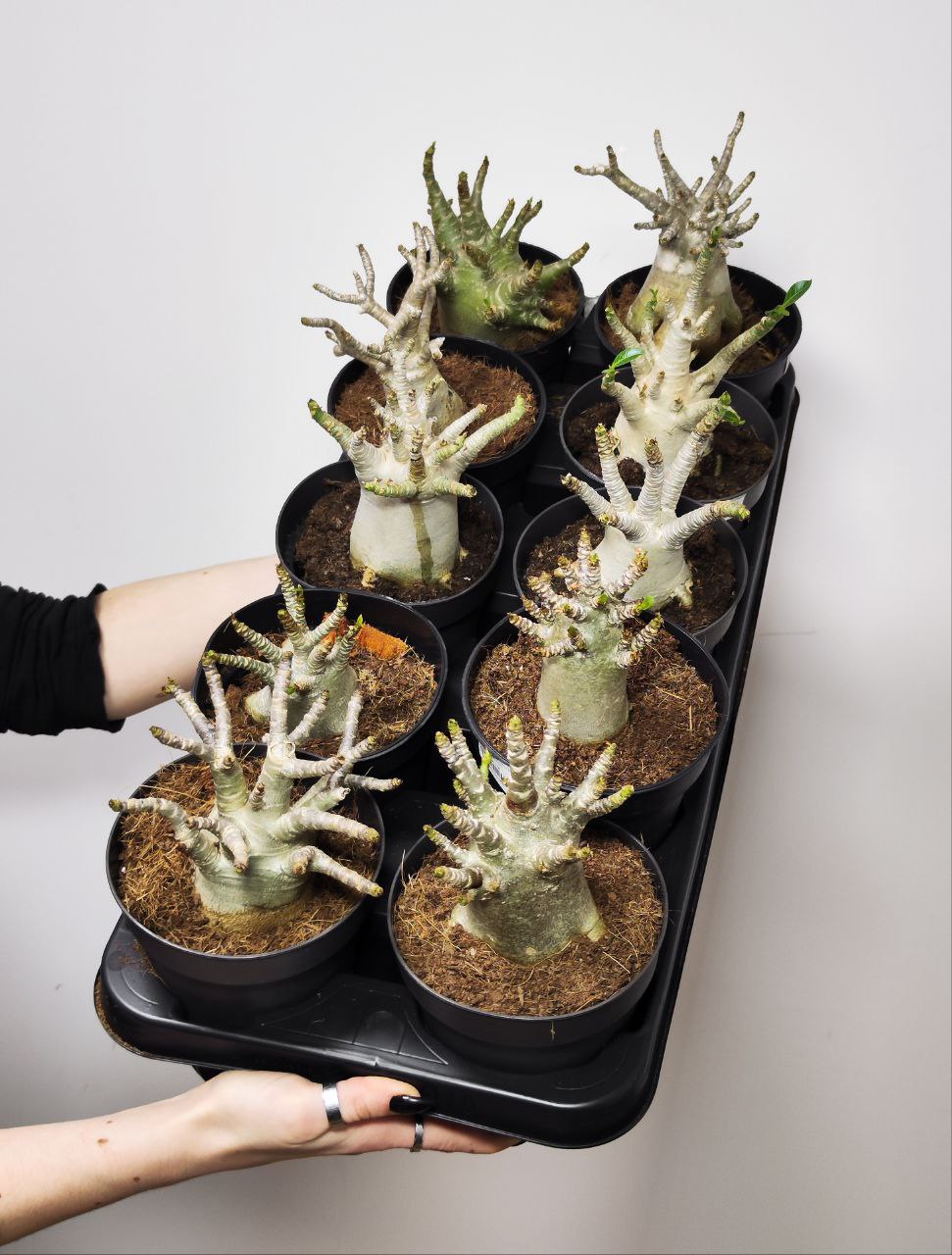 Адениум Ансу Баобаб (Adenium Ansu Baobab) D12см