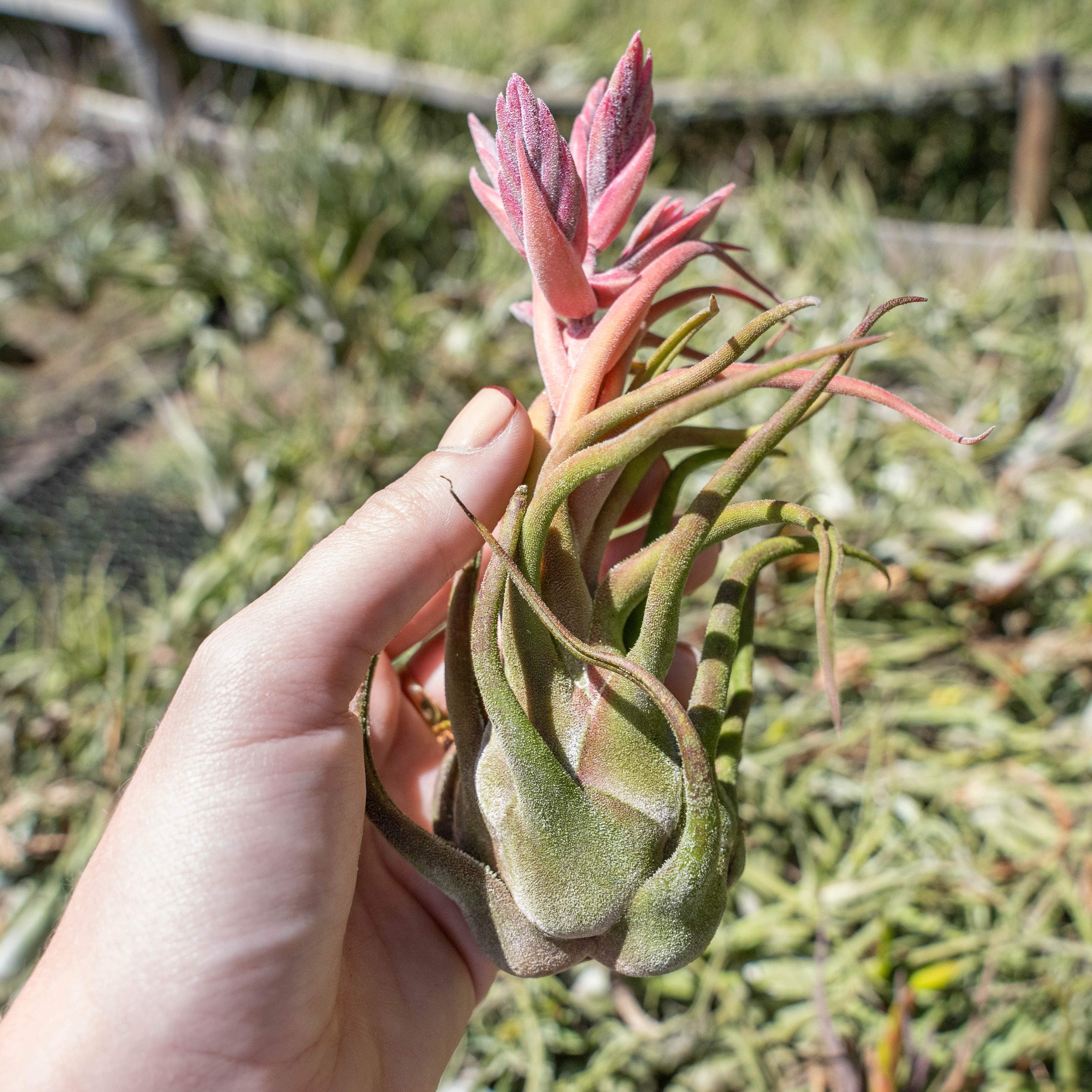 Тилландсия Селериана (Tillandsia Seleriana)