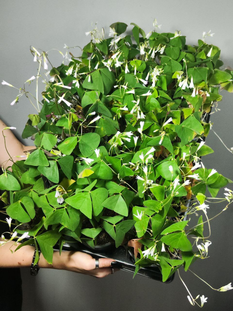 Кислица Треугольная Зеленая (Oxalis Triangularis Green) D10см