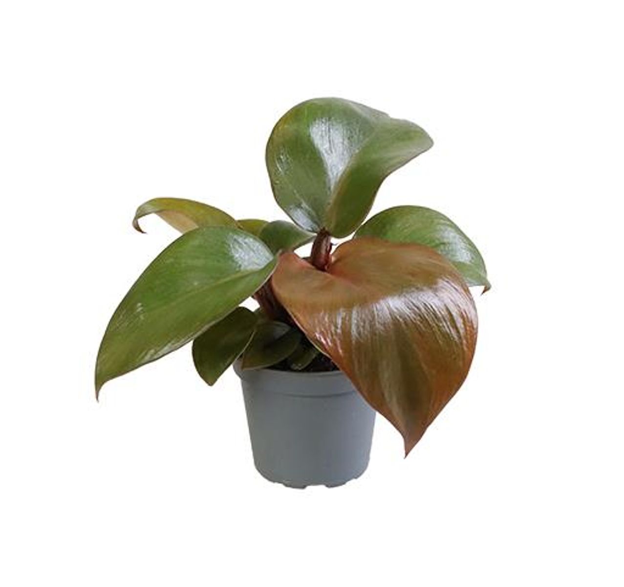 Филодендрон Империал Ред (Philodendron Imperial Red) D6см