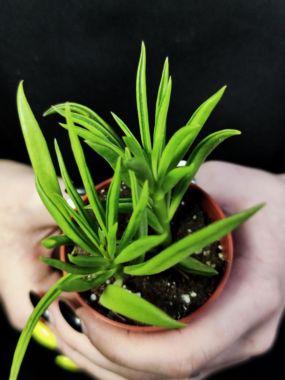 Крестовник Арчера Гималая (Senecio Archeri Himalaya) D6см
