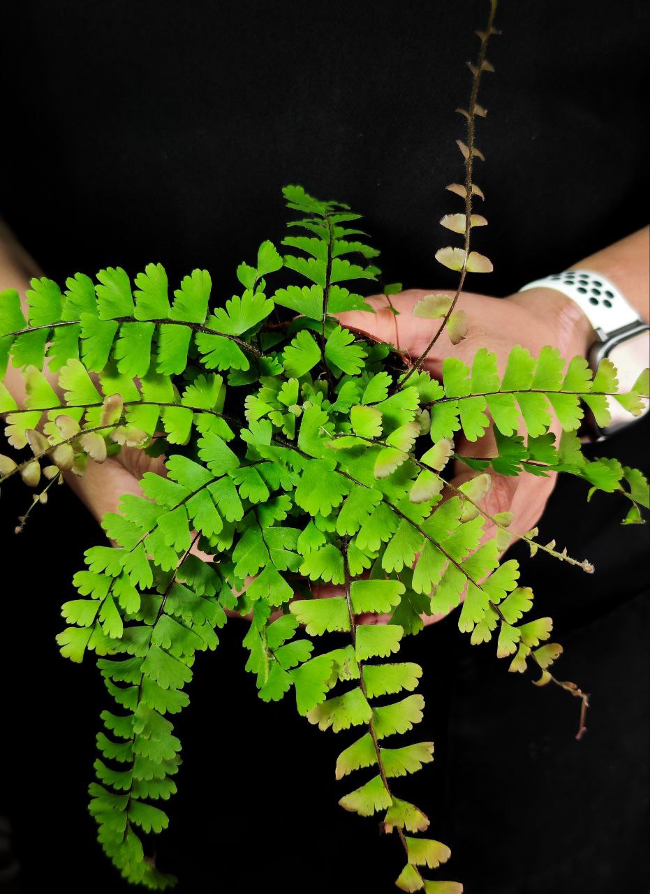 Папоротник Адиантум Хвостатый (Adiantum Caudatum) D8,5см