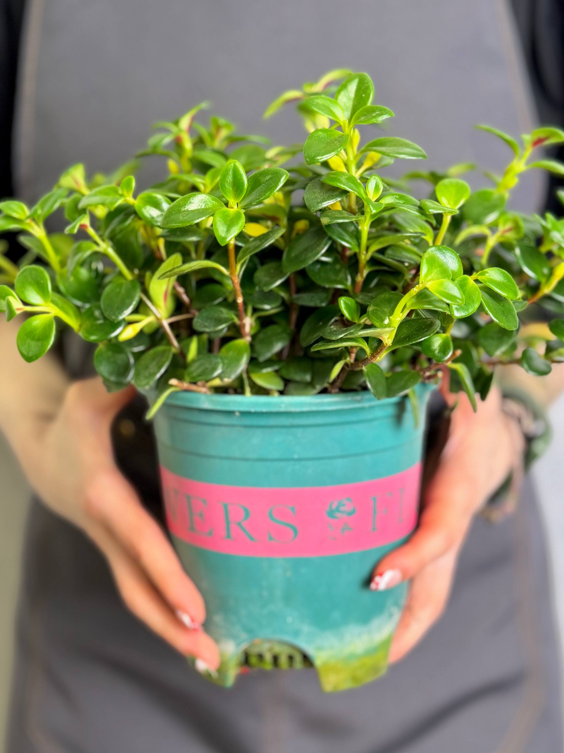 Нематантус Золотая Рыбка (Nematanthus Goldfish) D12см