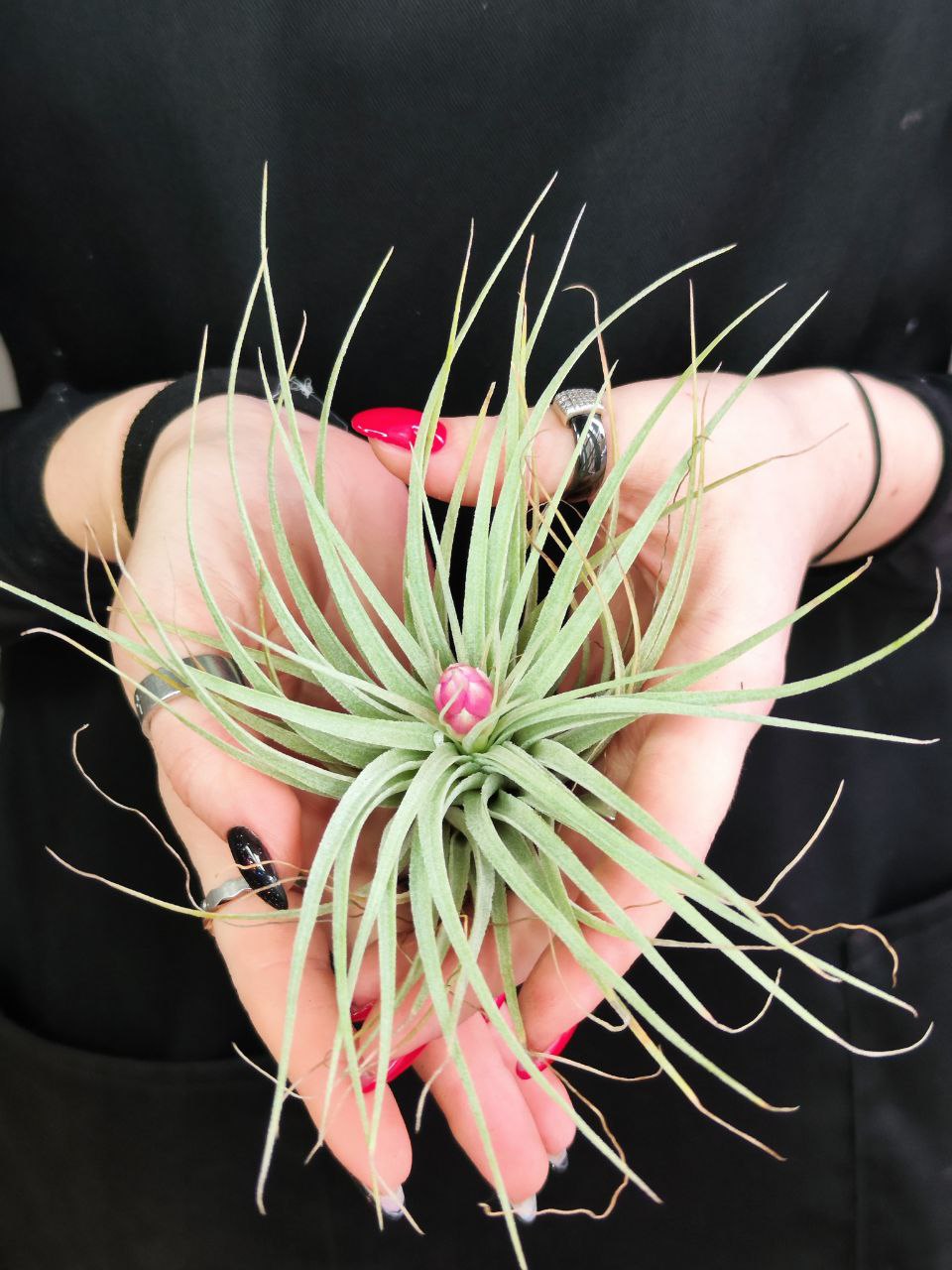 Тилландсия Хьюстон (Tillandsia Houston)